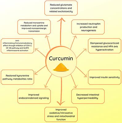 Curcumin in Depression: Potential Mechanisms of Action and Current Evidence—A Narrative Review